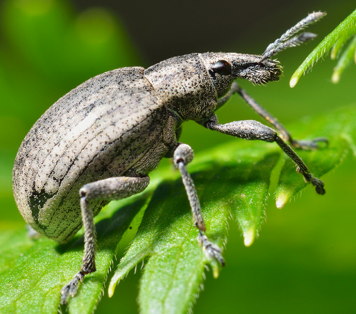 Инсектициды помогут избавиться от долгоносиков.