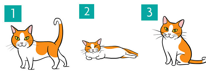 Источник: www.rspca.org.uk