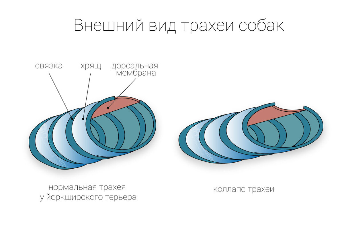 Коллапс трахеи у йорка