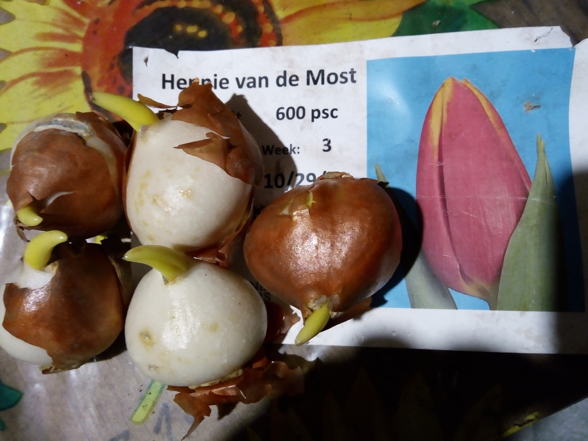 Луковицы тюльпанов из Голландии