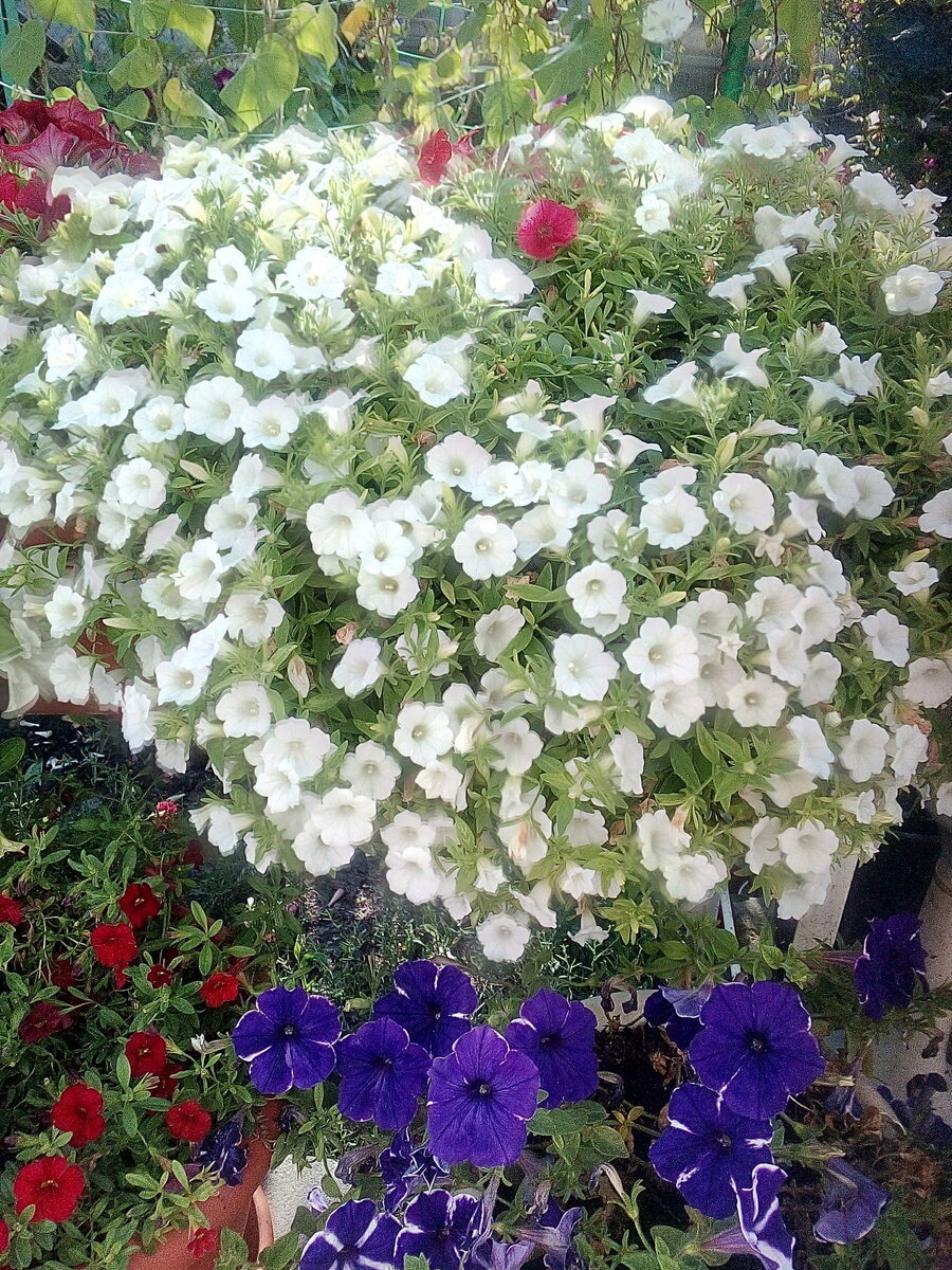 Ампельная петуния Бланкет, один куст в 8 литровом горшке. И кто здесь "слабо ветвится"? (личное фото) 