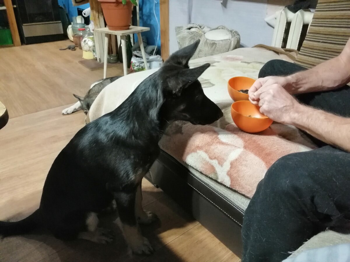 Грызём с хозяином семечки