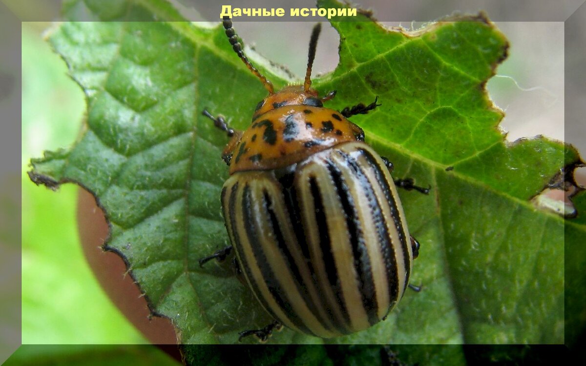https://vk.com/photo-159774511_45724351