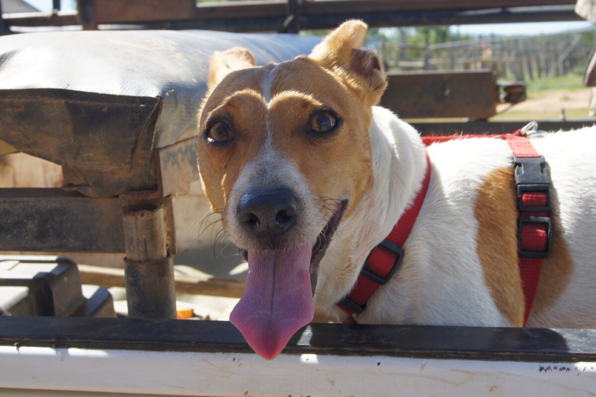 Верный помощник.