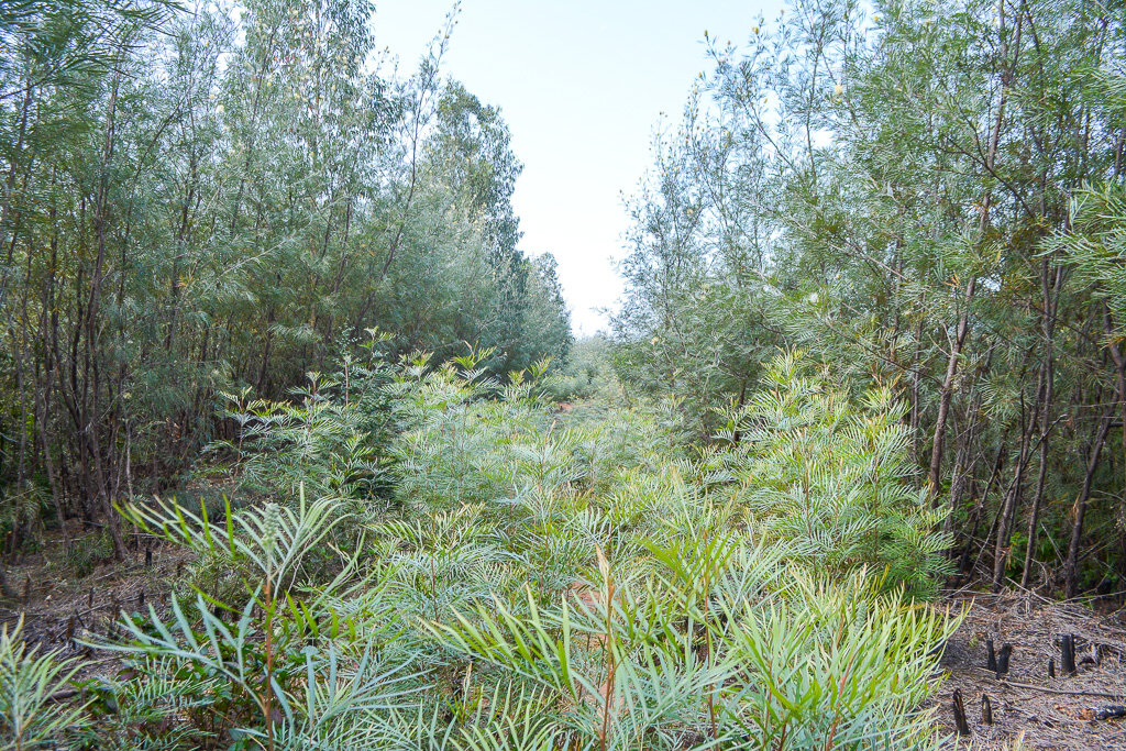 2. Просека. Нужно чистить раз в квартал минимум, иначе будет лес.