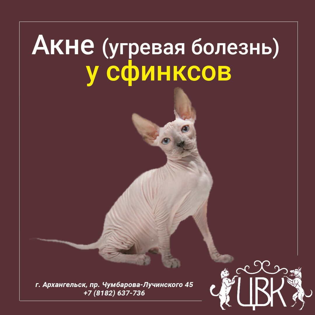 Акне (угревая болезнь) у сфинксов