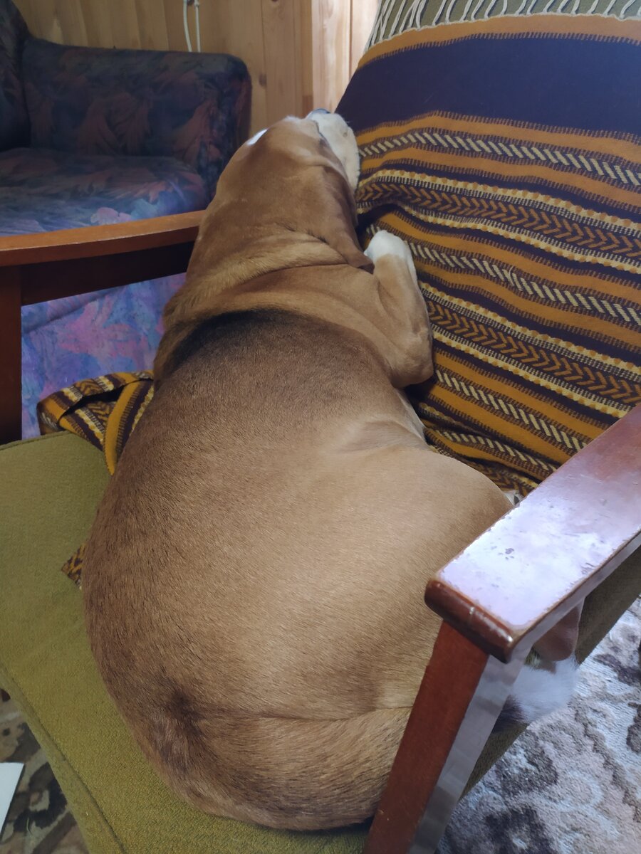 Попа пса. Фото автора