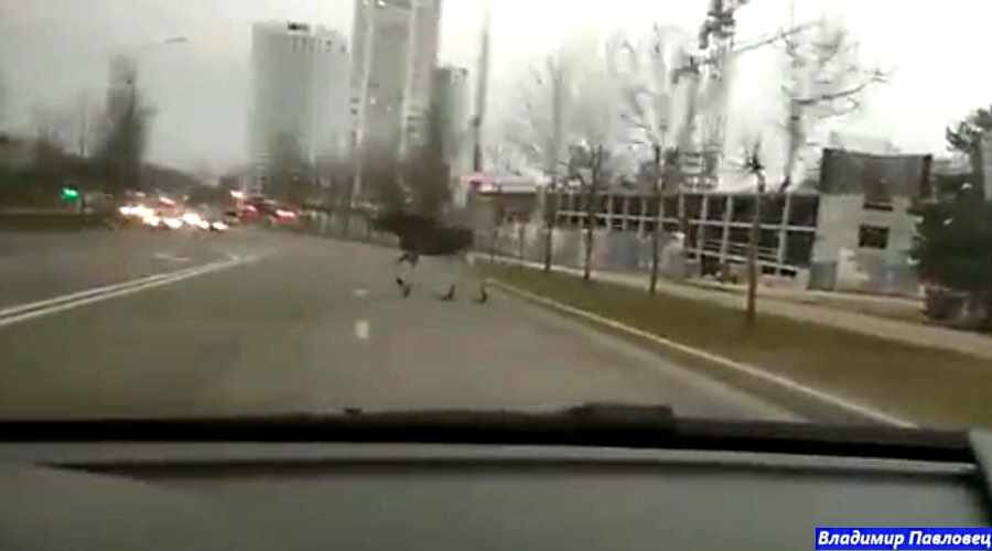 ГАИ обеспечили безопасный переход улицы животному...