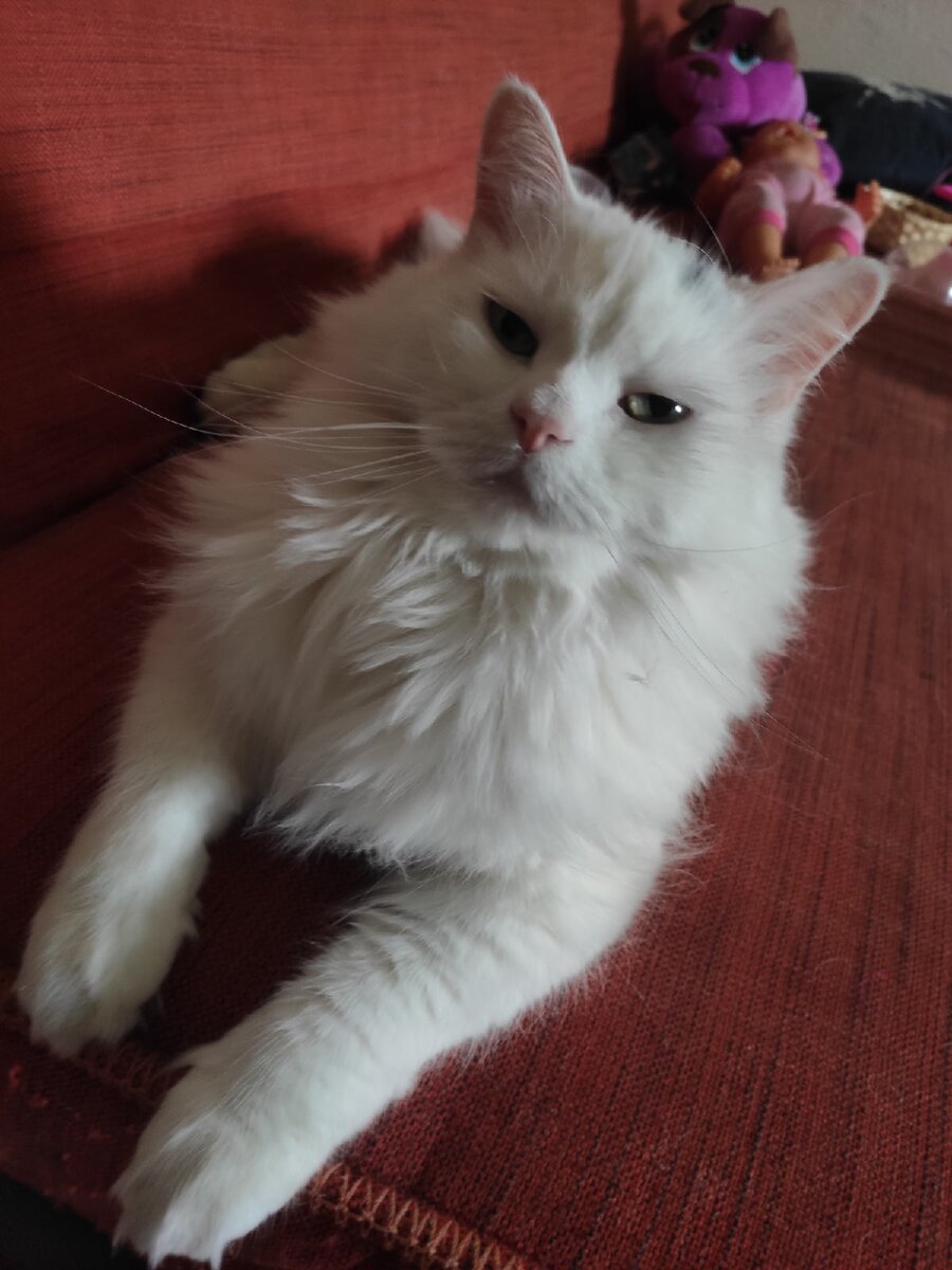 Мур-Мур это я 