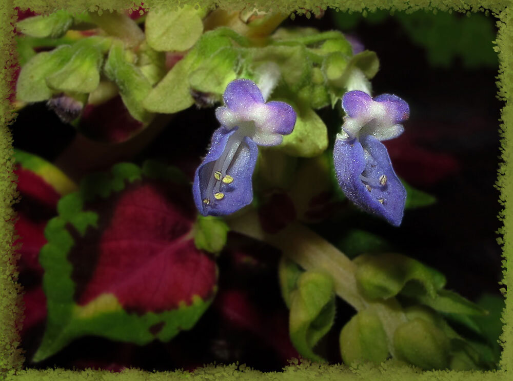 Подробности строения цветка колеуса