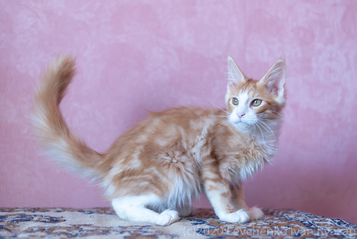котенок Мейн кун