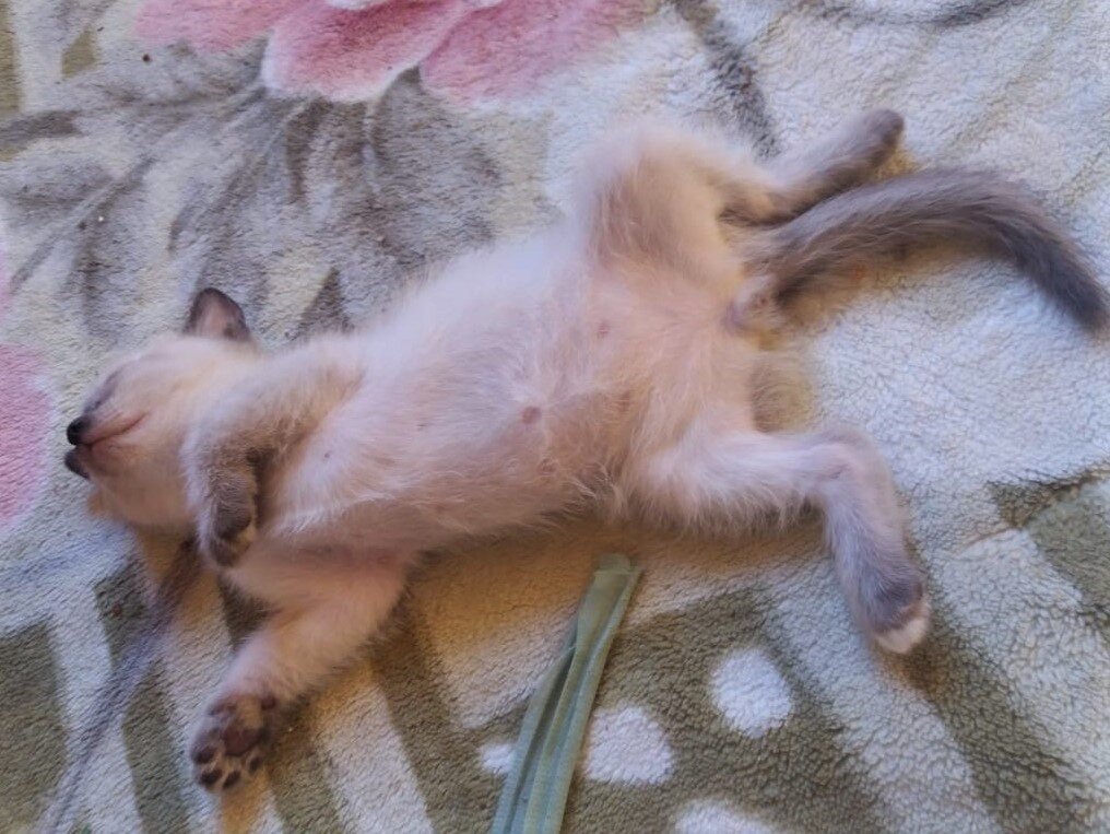 Метис Фото из личного архива