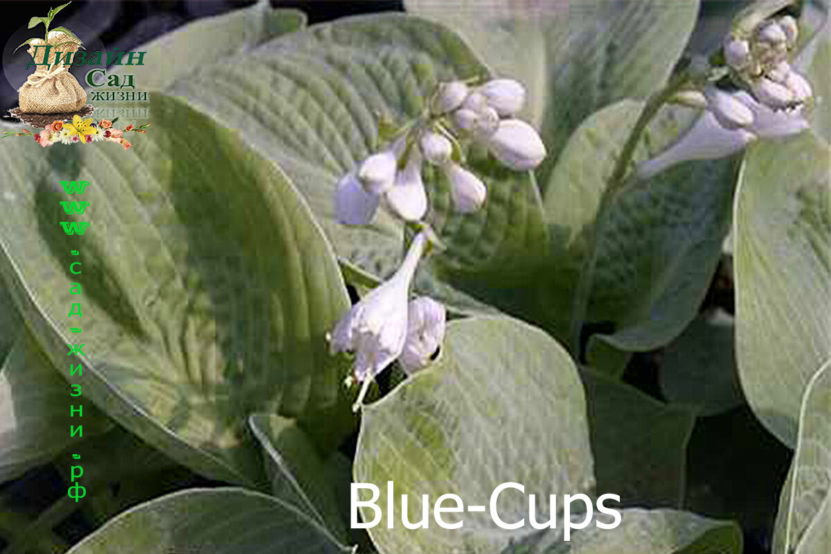 Хосты для тени