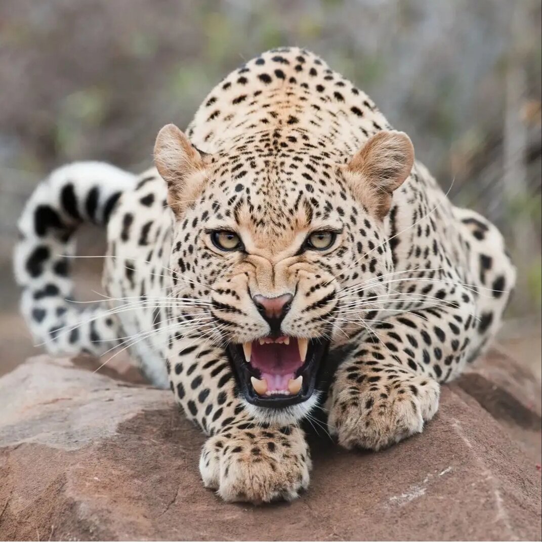 Самые дорогие и красивые животные.