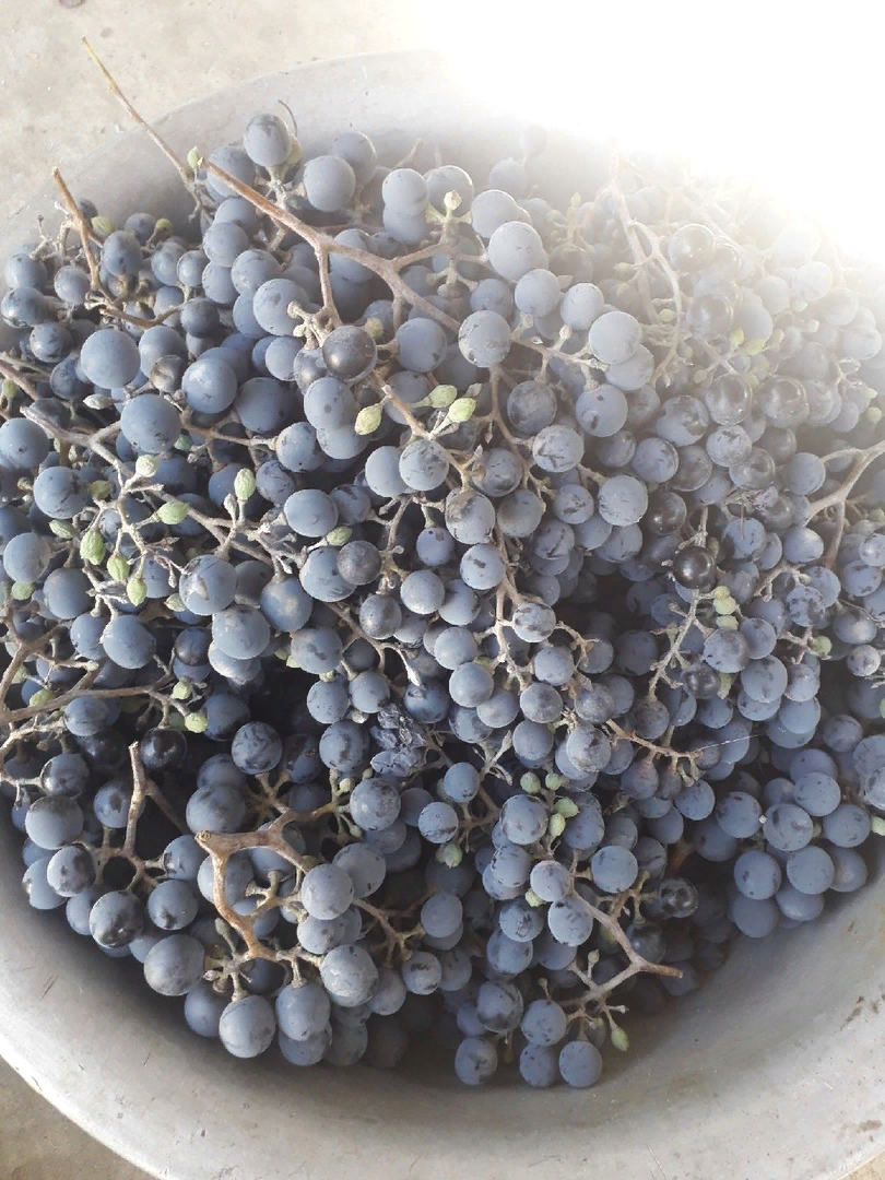 Обламывание винограда в апреле: зачем оно нужно, и что это дает