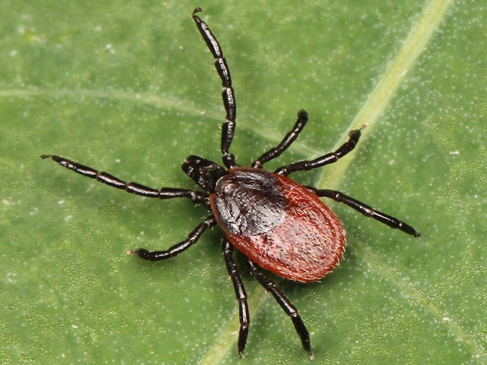 источник Яндекс Картинка