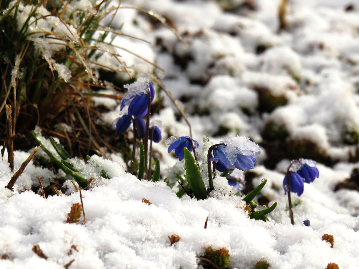 Пролеска Сибирская Scilla Siberica