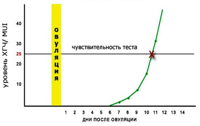 Лучшая чувствительность теста. График роста ХГЧ по дням после имплантации. Рост ХГЧ после имплантации. Рост ХГЧ по дням после имплантации. ХГЧ после овуляции.