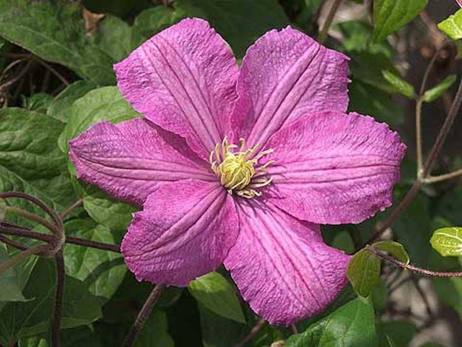 Цветок клематиса "Comtess de Buchard"