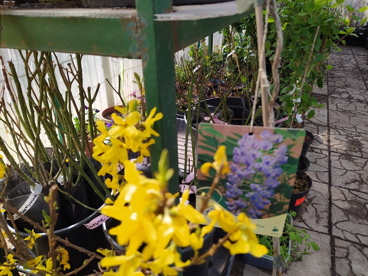 Я выбросила форзицию (красивый кустарник с желтыми цветами), а терпеливые дождались цветения впервые за много лет
