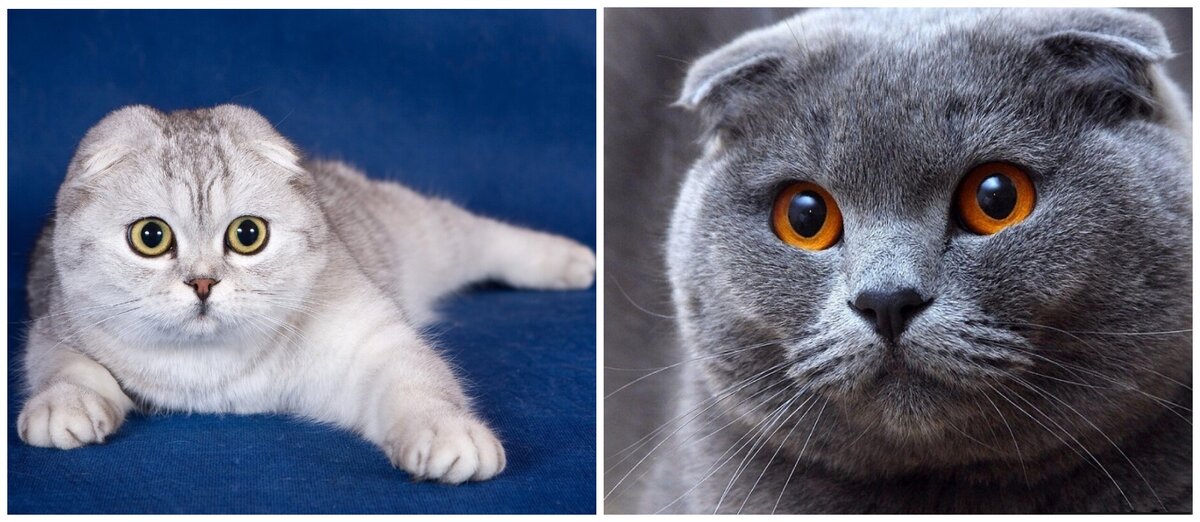 6 пород кошек с необычными ушами | Про Кошек | Дзен