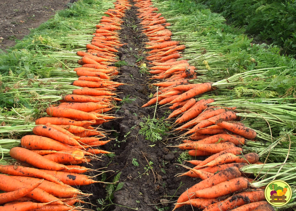 Сбор урожая моркови 