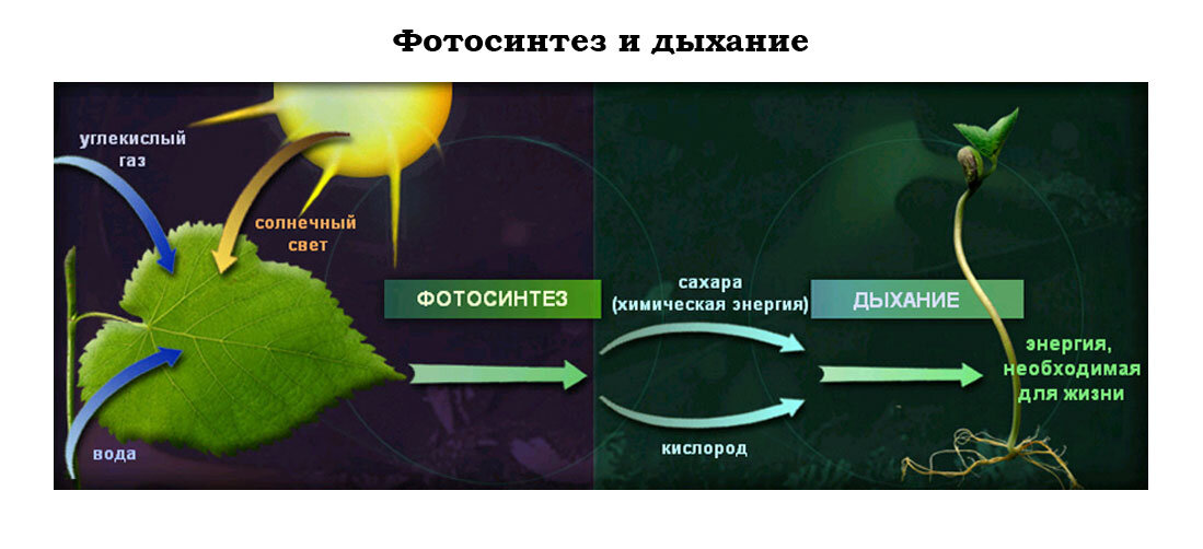 Фотосинтез картинки для презентации