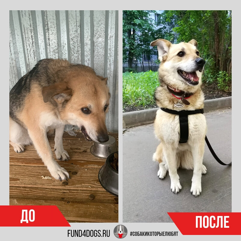 Зорька в приюте для собак в Щербинке и она же, но уже на прогулке с хозяйкой.