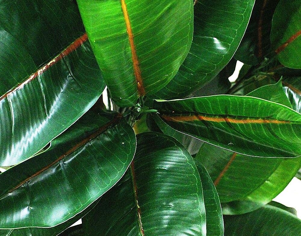 Фикус каучуконосный: почему сохнут кончики листьев у фикуса