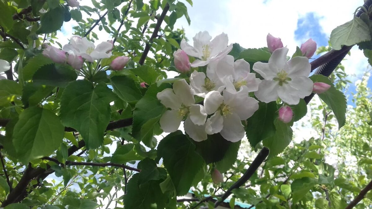 Яблоневый цвет