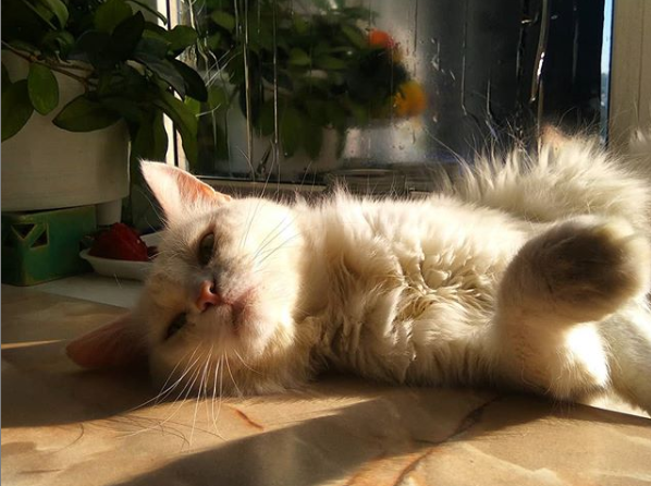 Она опять не ушла на работу, что происходит?