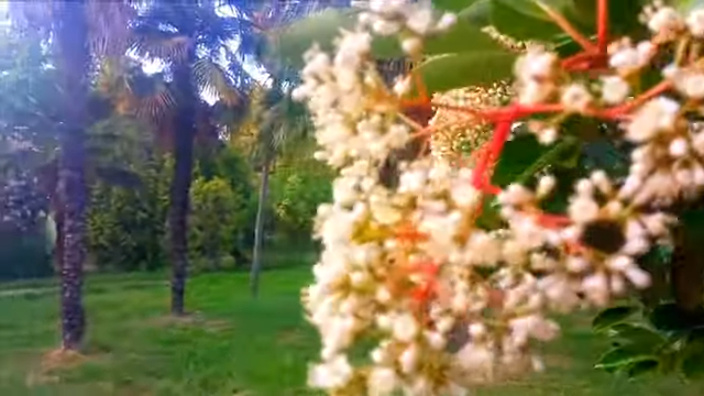 🔥С моря к дому\ Встретились собачки и Дружок\ Лазаревское 2020\ Сочи 2020