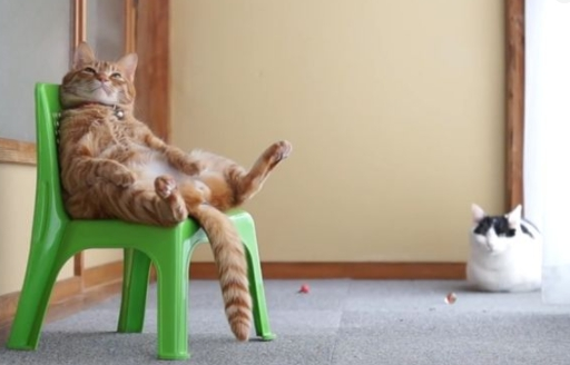 Важный момент - не перекармливать кота