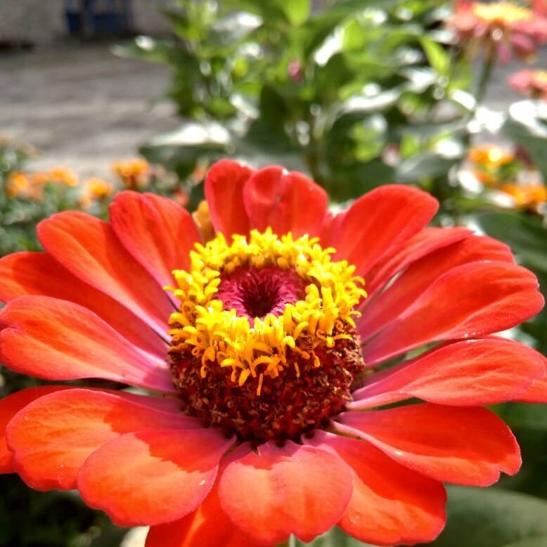 Каждый год цветы расцветают вновь