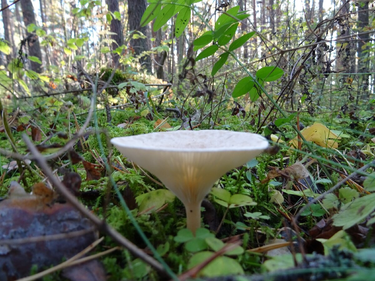 Гриб-чашка. Где-то здесь божья коровка была оставлена.