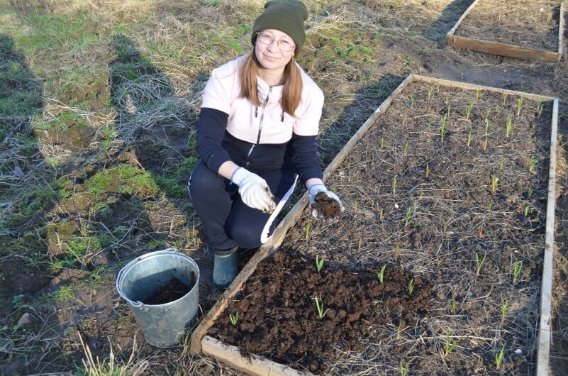 Грядки чеснока на огороде весной.