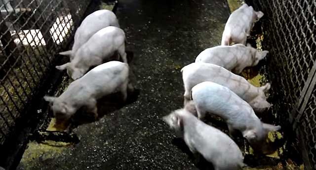 поросята отказывают задние ноги