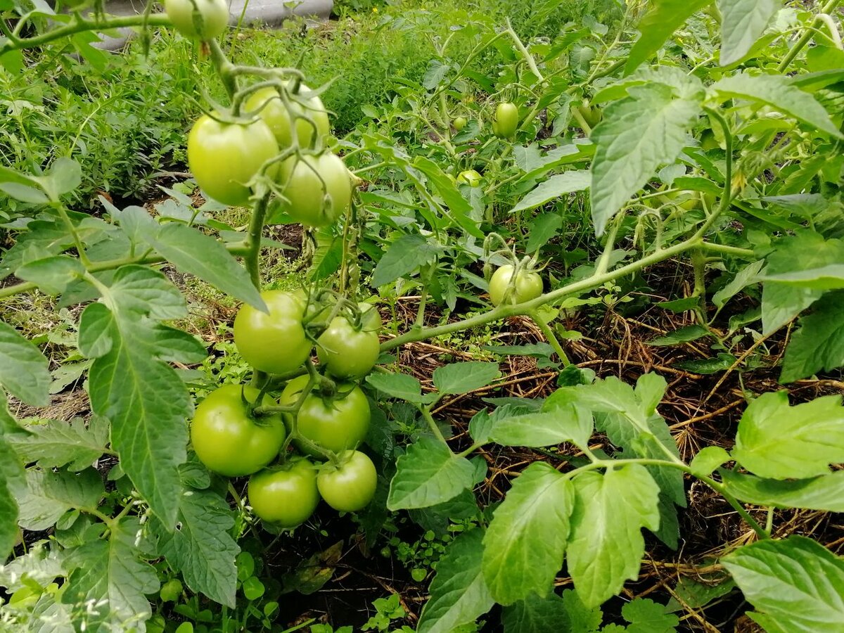 Куст Булата