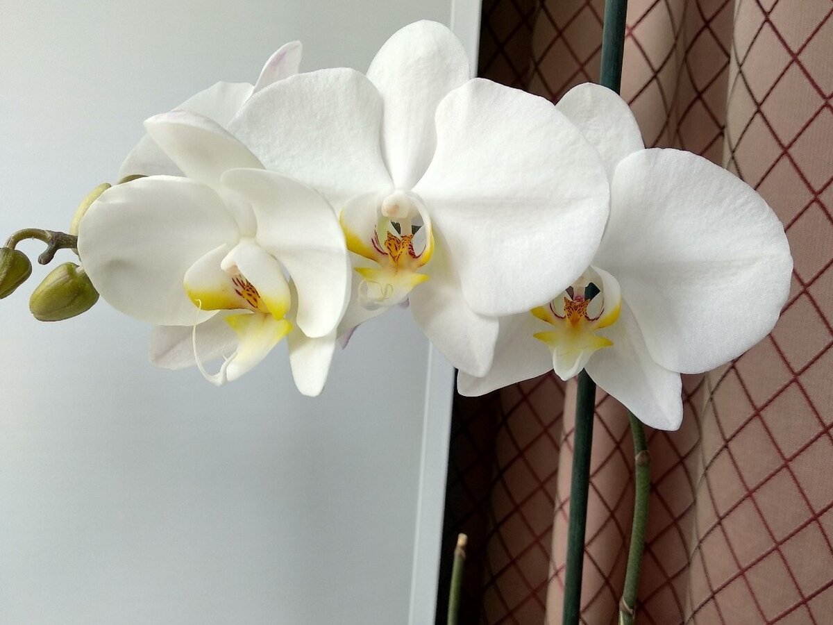 Субстрат для Орхидеи