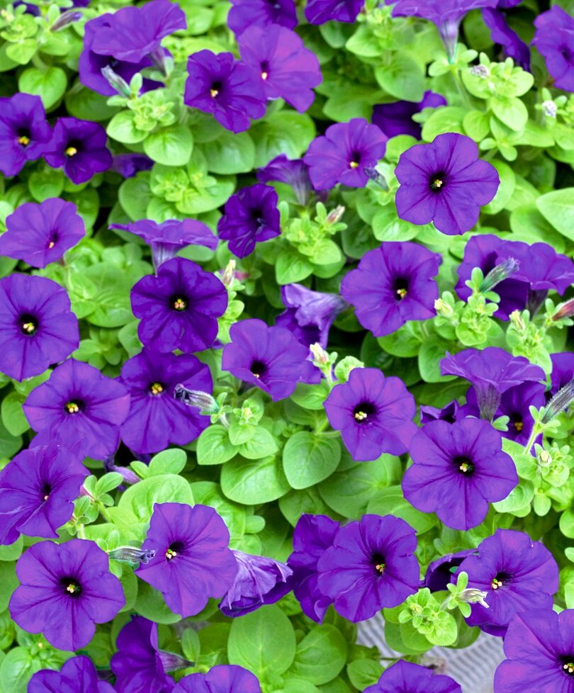 Петуния. Фото взято из сети.