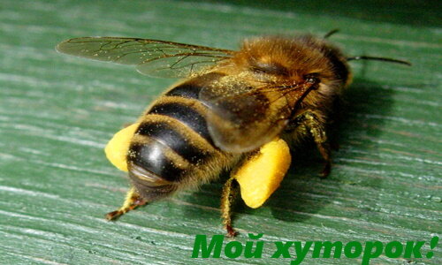 Перга — пчелиный хлеб.