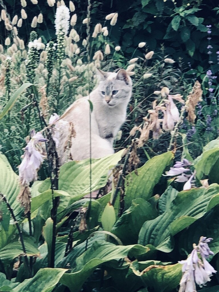 Кот крутится на стуле