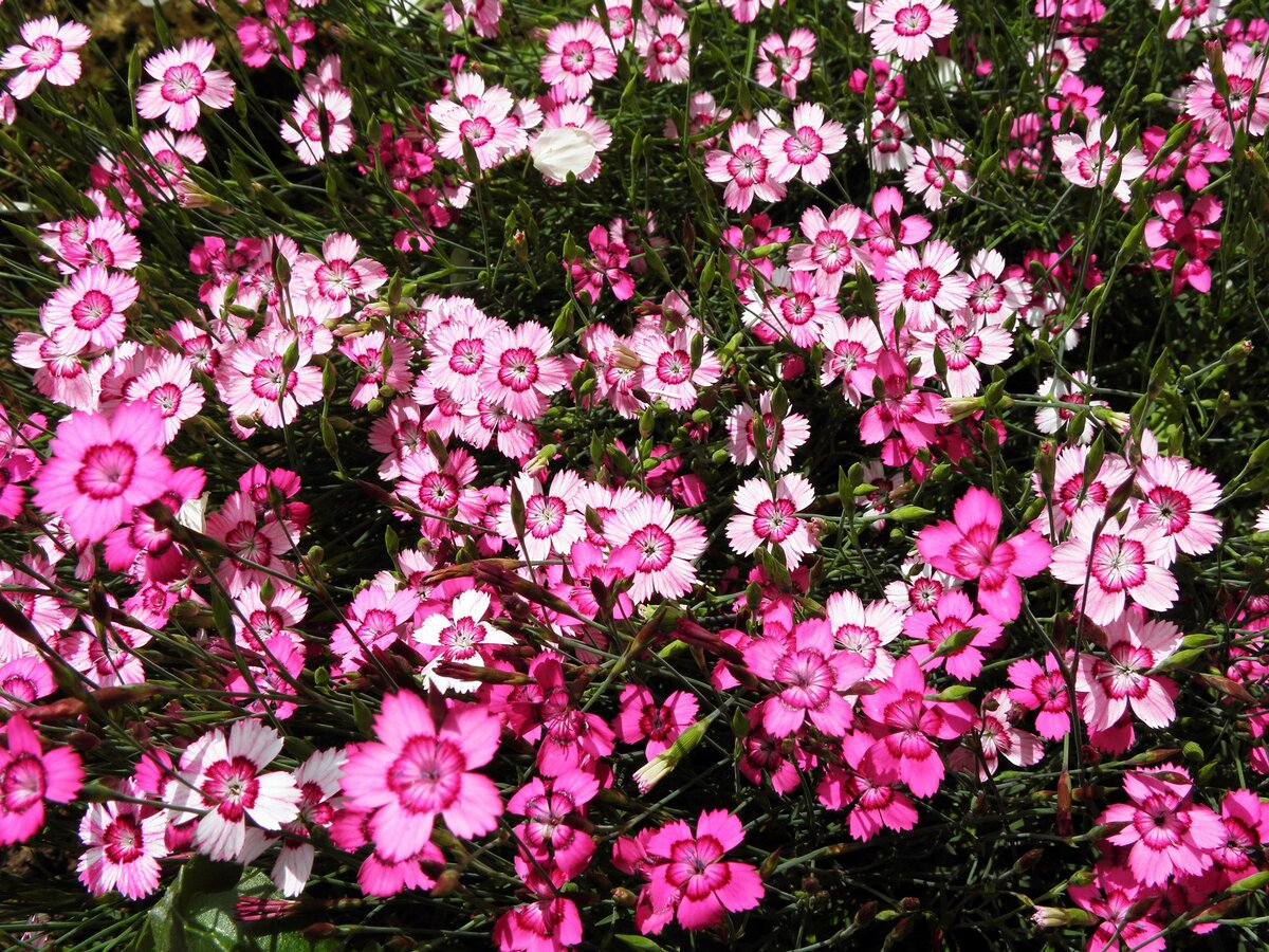 Гвоздика травянка посадка. Гвоздика травянка. Гвоздика травянка (Dianthus deltoides). Гвоздика травянка Вайт-ред. Гвоздика травянка Самос.