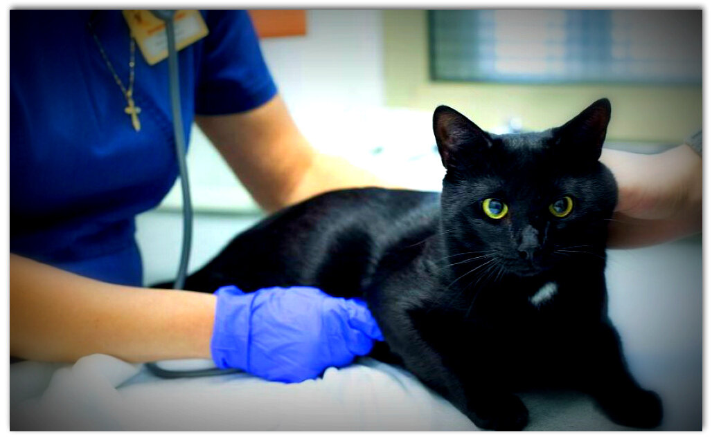 Balanță. Овчарка у ветеринара. Belanta vet. С днем победы надпись для открытки. День победы картинки с надписями.