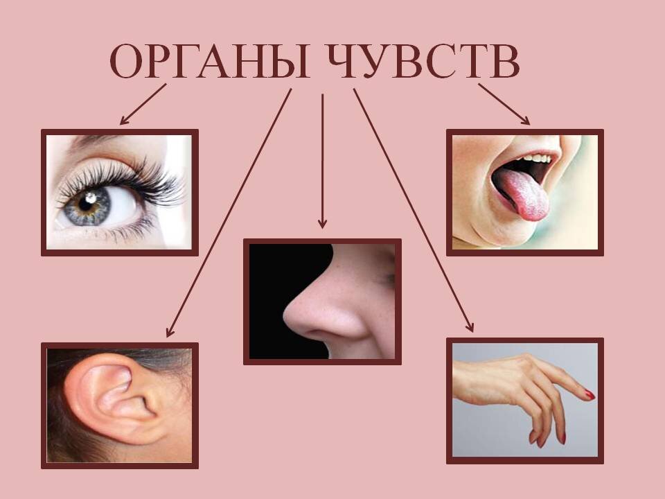 Источник картинки: infourok.ru