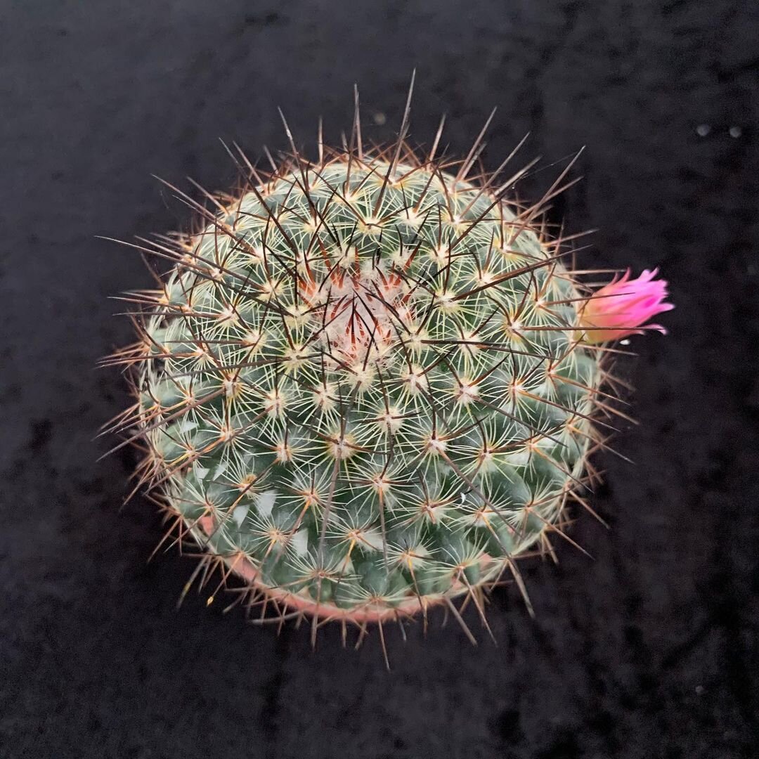 Галерея с Маммиляриями