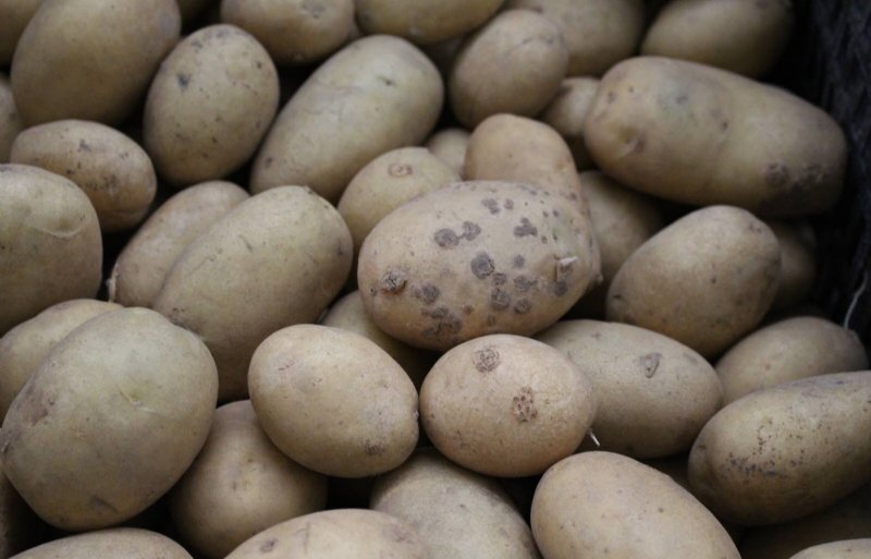 Глазки картошки. Картофель семенной Ариэль. Картофель семенной Мирабель. Упаковка семенного картофеля. Глазки картофеля.