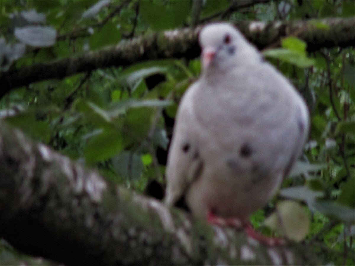  Этот  голубь меня уже знает.              ФОТО АВТОРА