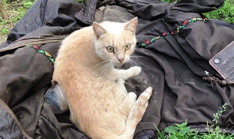 Мальта на даче в Хохлово