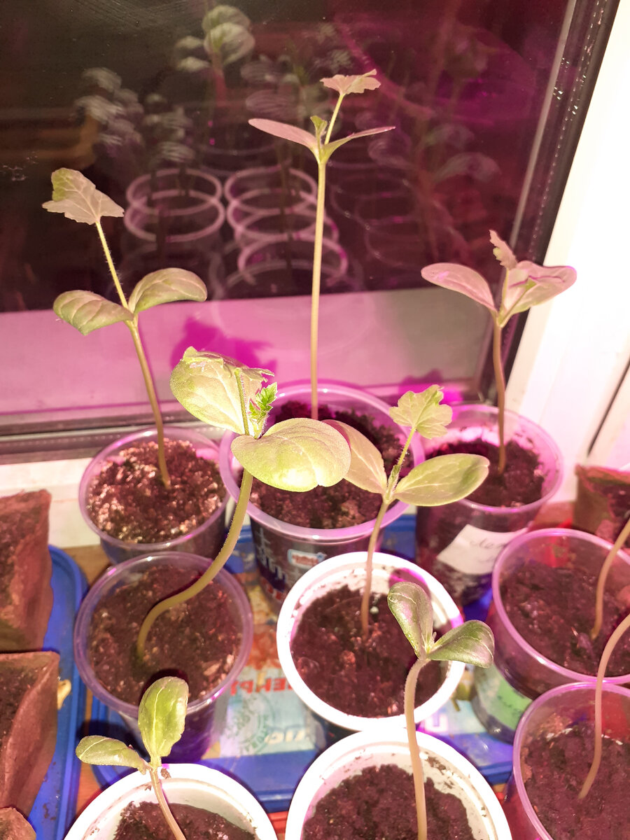Как прорастить семена арбузов без замачивания 100% способ +обзор-эксперимент по сортам и их всхожести
